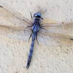 Orthetrum caledonicum (deceased male Blue Skimmer), Alice Springs NT