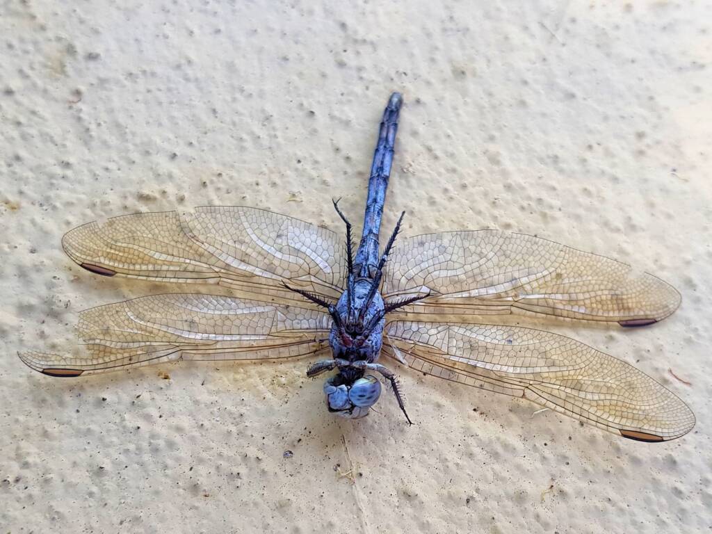Orthetrum caledonicum (deceased male Blue Skimmer), Alice Springs NT