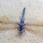 Orthetrum caledonicum (deceased male Blue Skimmer), Alice Springs NT