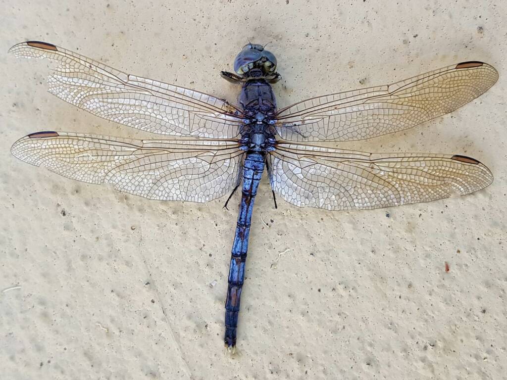 Orthetrum caledonicum (deceased male Blue Skimmer), Alice Springs NT