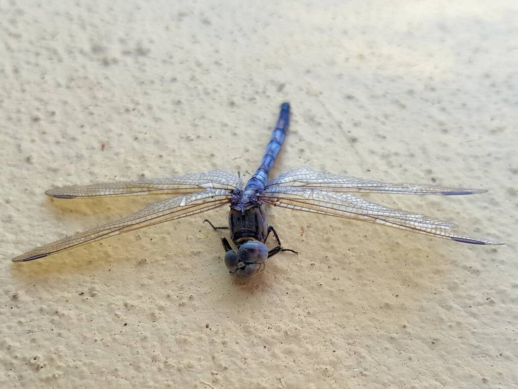 Orthetrum caledonicum (deceased male Blue Skimmer), Alice Springs NT