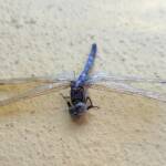 Orthetrum caledonicum (deceased male Blue Skimmer), Alice Springs NT