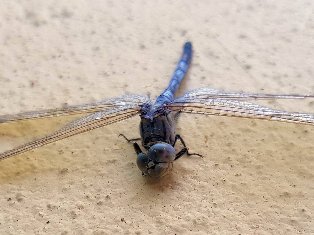 Orthetrum caledonicum (deceased male Blue Skimmer), Alice Springs NT