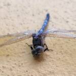 Orthetrum caledonicum (deceased male Blue Skimmer), Alice Springs NT