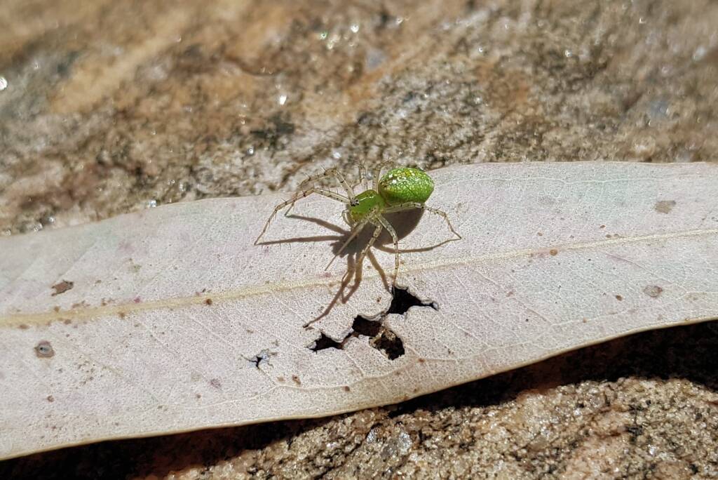 Green Lynx Spiders (Genus Peucetia), Alice Springs NT