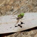 Green Lynx Spiders (Genus Peucetia), Alice Springs NT