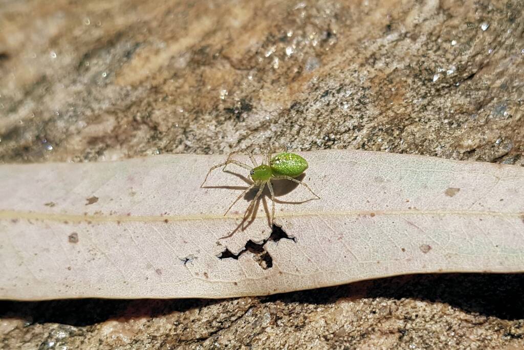 Green Lynx Spiders (Genus Peucetia), Alice Springs NT
