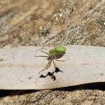 Green Lynx Spiders (Genus Peucetia), Alice Springs NT