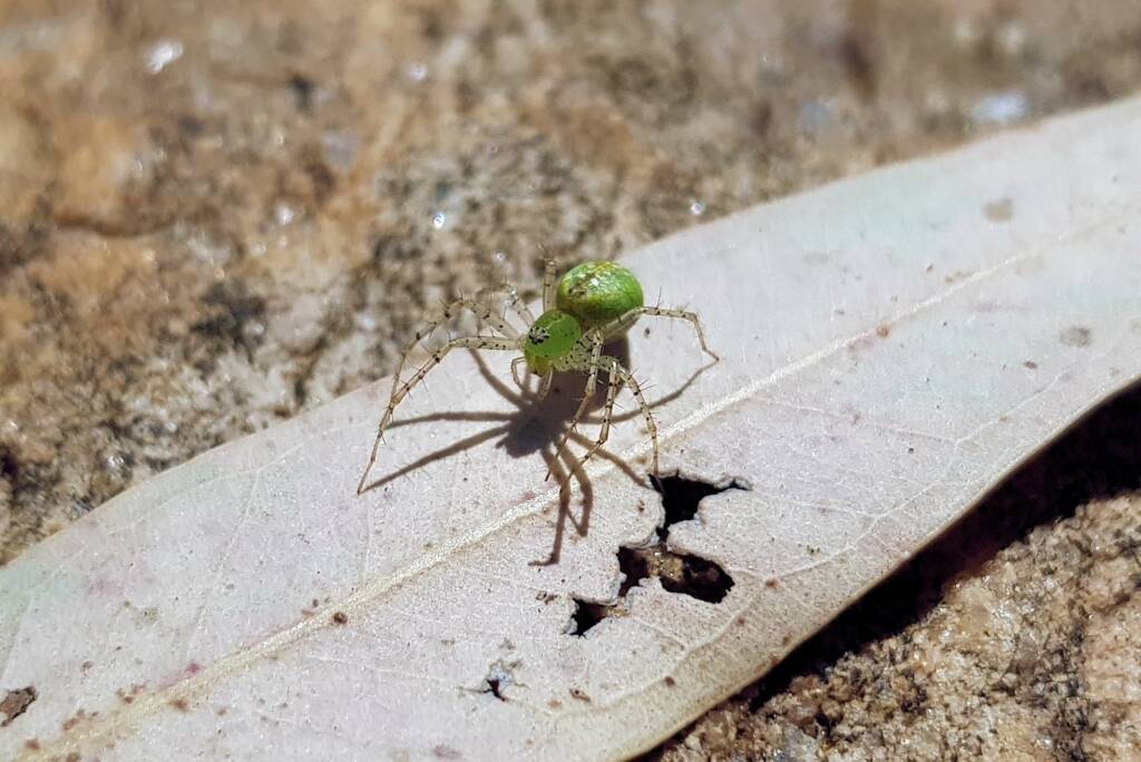 Green Lynx Spiders (Genus Peucetia), Alice Springs NT