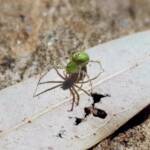 Green Lynx Spiders (Genus Peucetia), Alice Springs NT