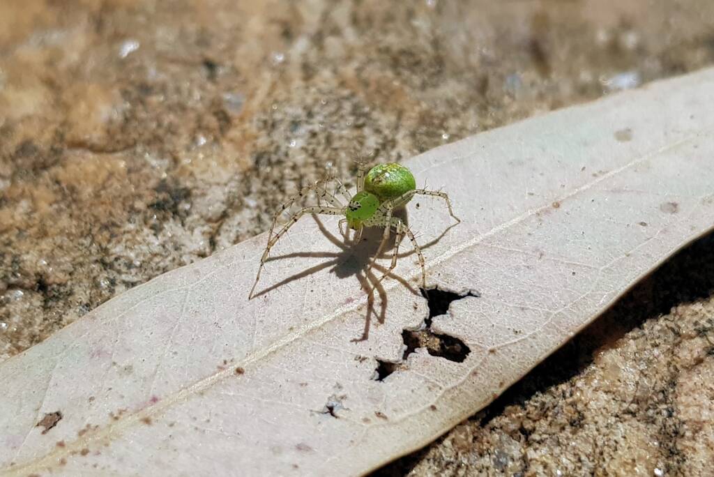 Green Lynx Spiders (Genus Peucetia), Alice Springs NT