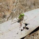 Green Lynx Spiders (Genus Peucetia), Alice Springs NT