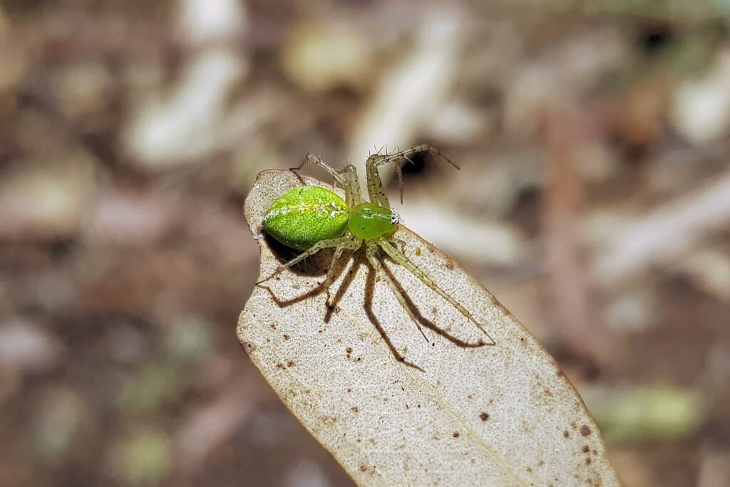 Green Lynx Spider (genus Peucetia), Alice Springs NT
