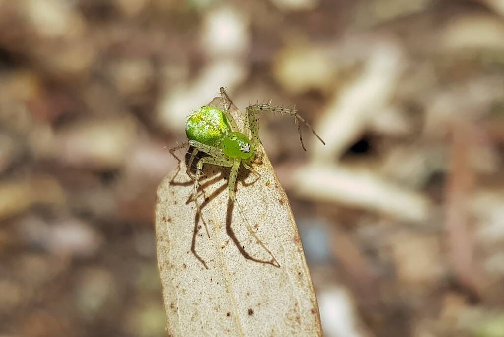 Green Lynx Spiders (Genus Peucetia), Alice Springs NT