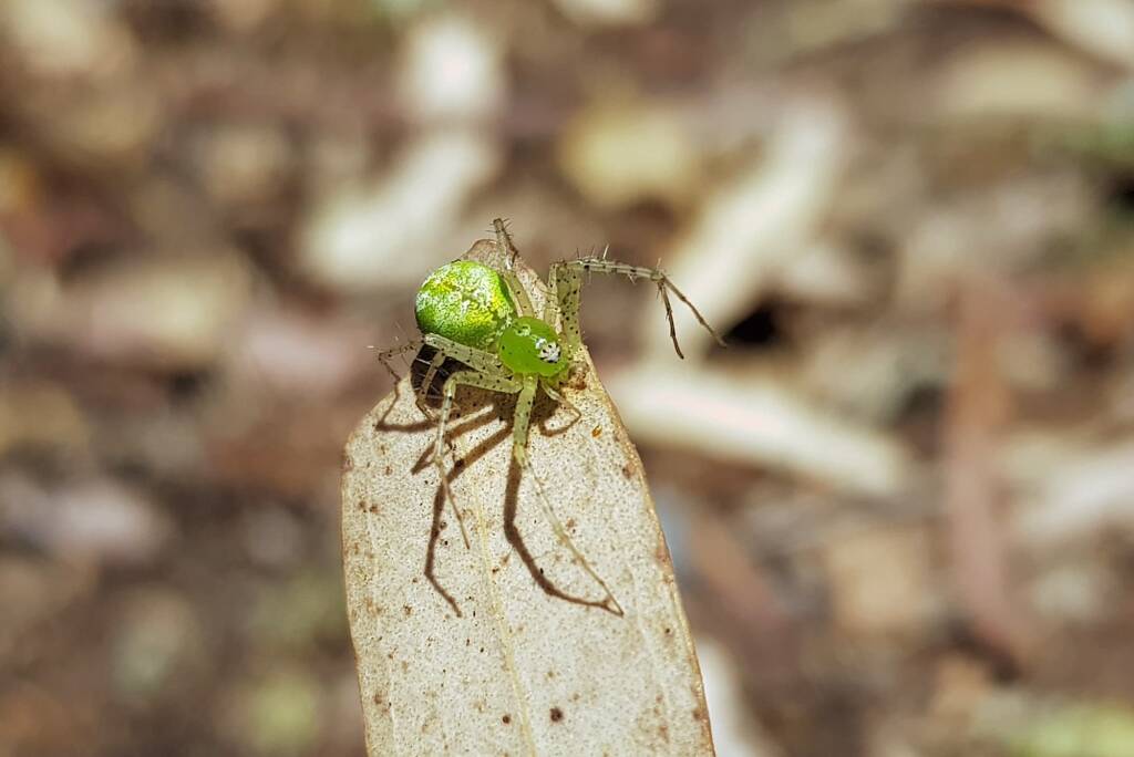 Green Lynx Spiders (Genus Peucetia), Alice Springs NT