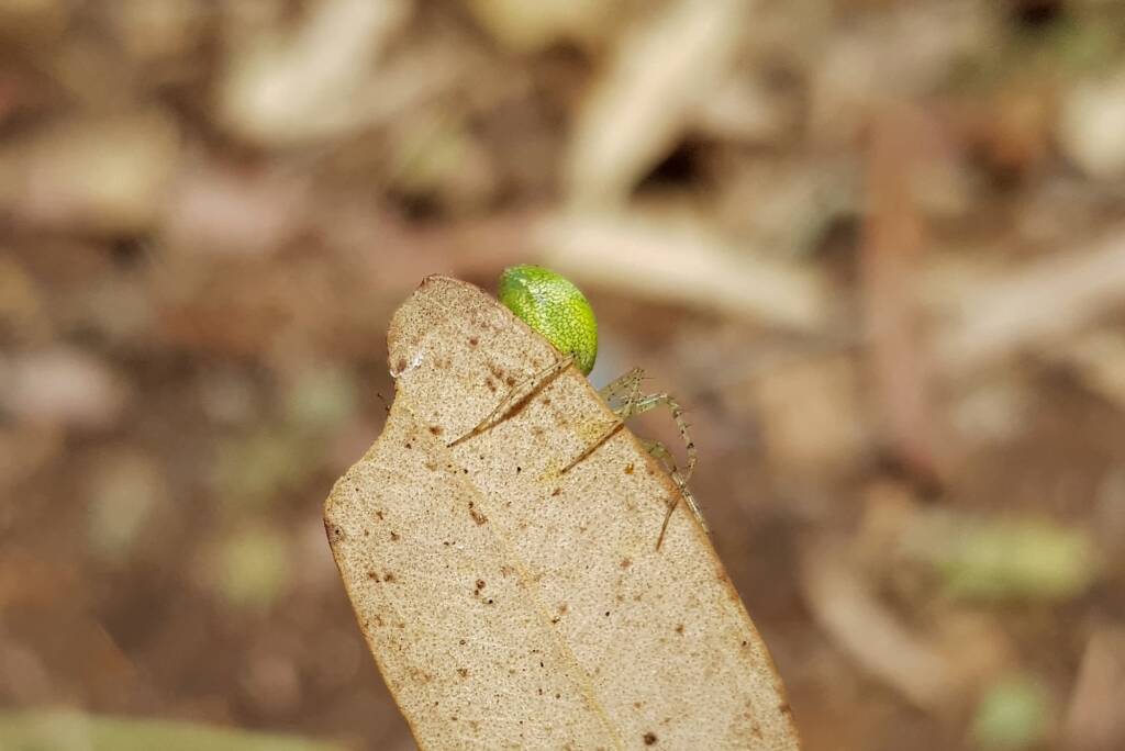 Green Lynx Spiders (Genus Peucetia), Alice Springs NT