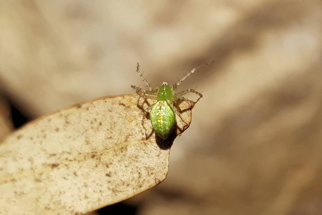 Green Lynx Spiders (Genus Peucetia), Alice Springs NT