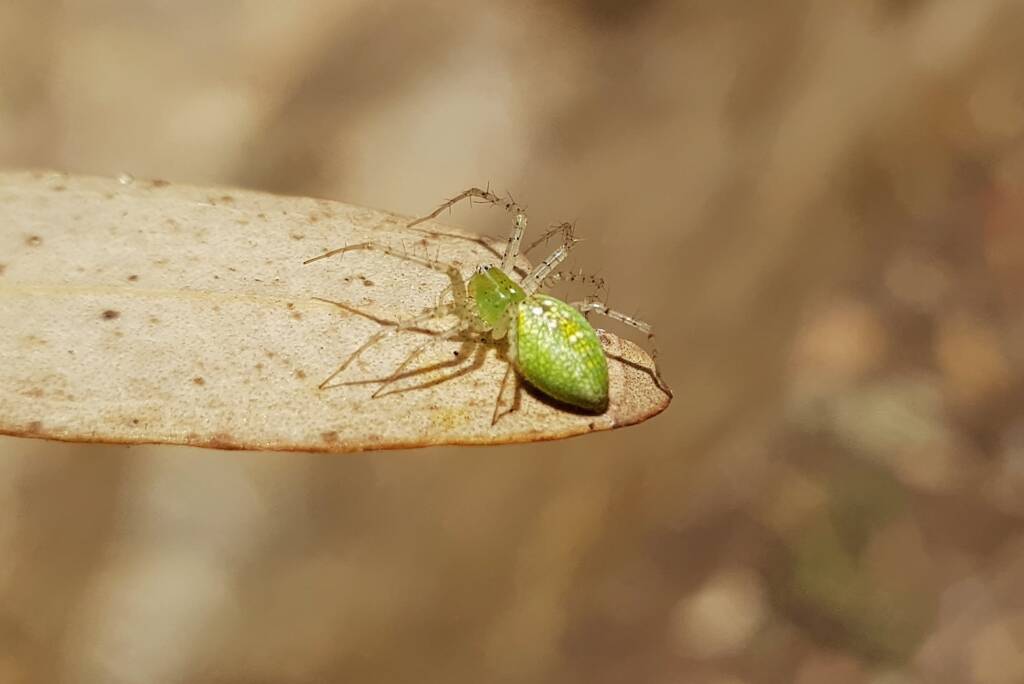 Green Lynx Spiders (Genus Peucetia), Alice Springs NT