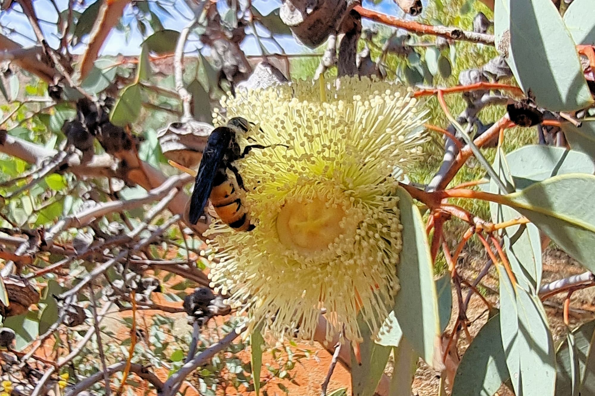 Yellow Hairy Flower Wasp (Radumeris radula) on Red Bud Mallee (Eucalyptus pachyphylla), Alice Springs Desert Park NT
