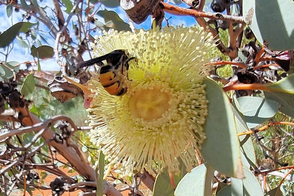 Yellow Hairy Flower Wasp (Radumeris radula) on Red Bud Mallee (Eucalyptus pachyphylla), Alice Springs Desert Park NT