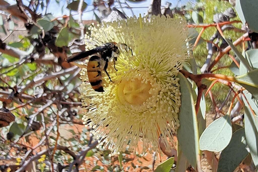 Yellow Hairy Flower Wasp (Radumeris radula) on Red Bud Mallee (Eucalyptus pachyphylla), Alice Springs Desert Park NT