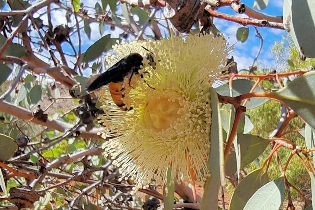 Yellow Hairy Flower Wasp (Radumeris radula) on Red Bud Mallee (Eucalyptus pachyphylla), Alice Springs Desert Park NT