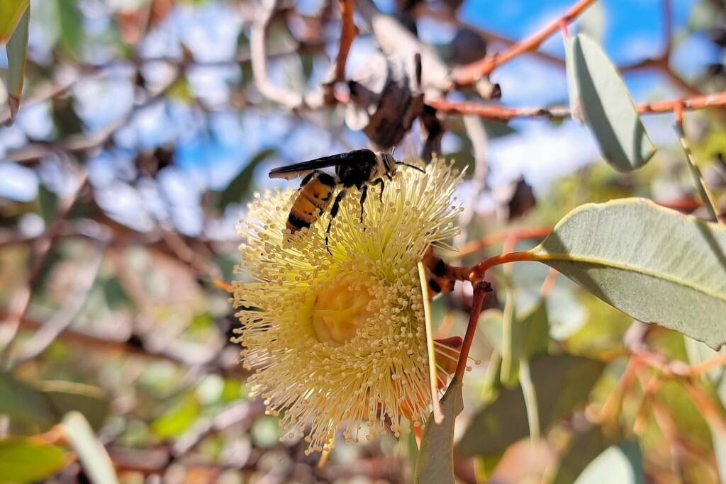 Yellow Hairy Flower Wasp (Radumeris radula) on Red Bud Mallee (Eucalyptus pachyphylla), Alice Springs Desert Park NT