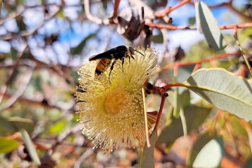 Yellow Hairy Flower Wasp (Radumeris radula) on Red Bud Mallee (Eucalyptus pachyphylla), Alice Springs Desert Park NT