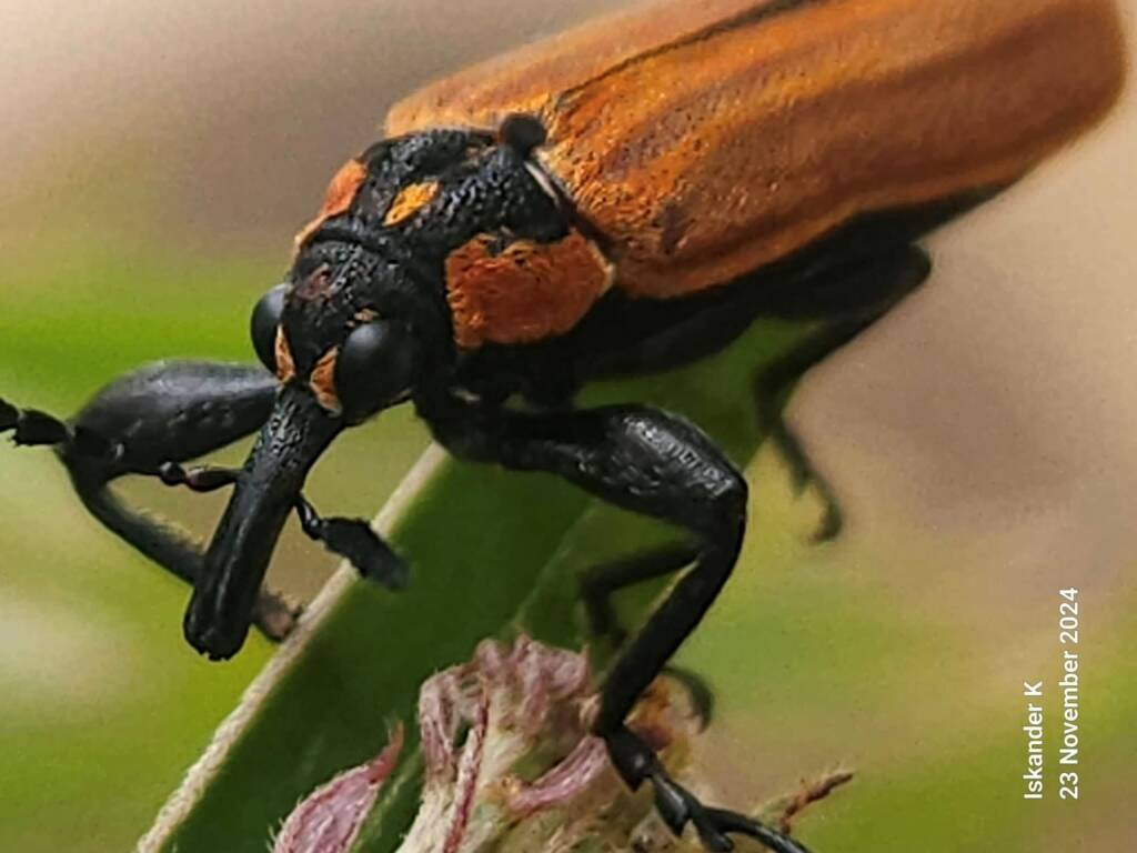 Rhinotia haemoptera, Brisbane QLD © Iskander Kaliananda