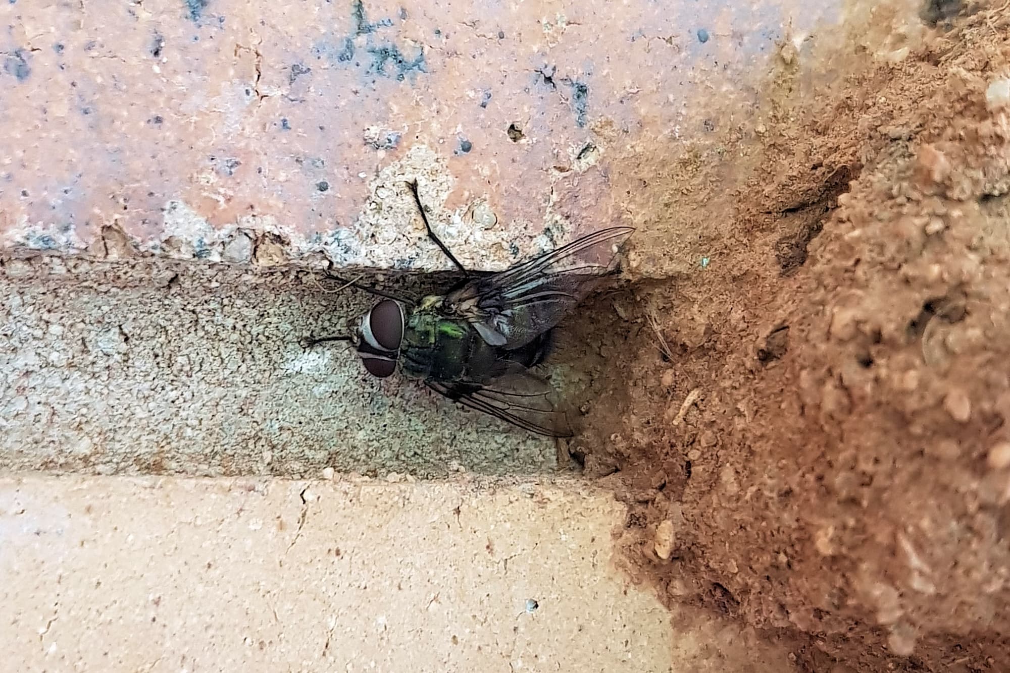 Rutilia sp (Tachinid Fly), Alice Springs NT