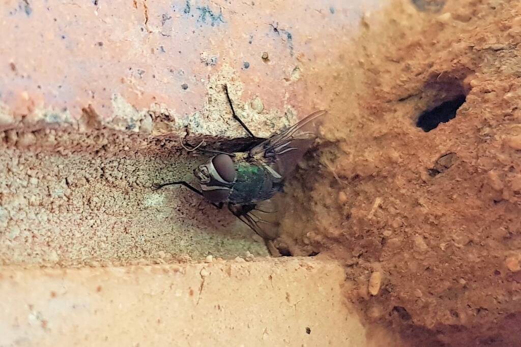 Rutilia sp (Tachinid Fly), Alice Springs NT
