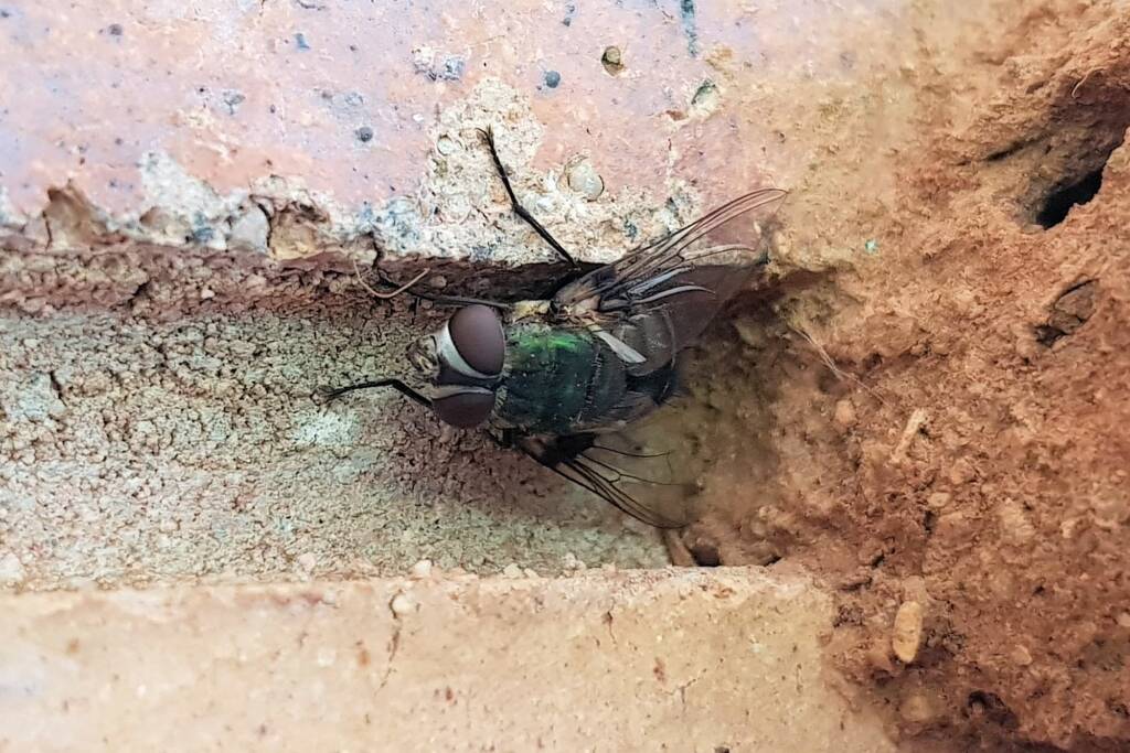 Rutilia sp (Tachinid Fly), Alice Springs NT