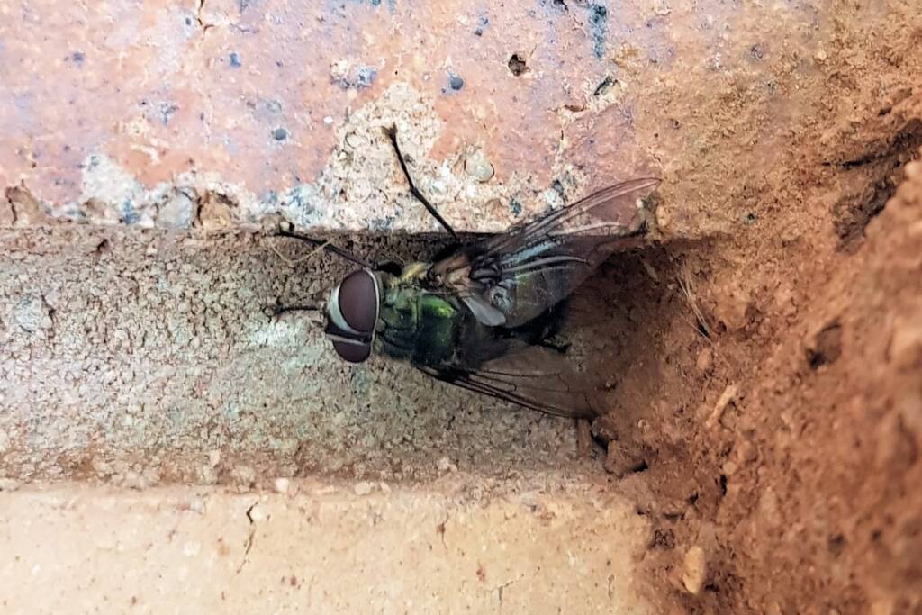 Rutilia sp (Tachinid Fly), Alice Springs NT