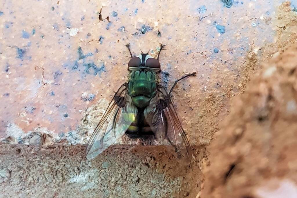 Rutilia sp (Tachinid Fly), Alice Springs NT