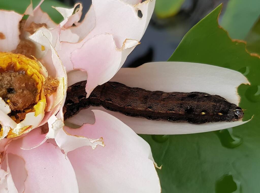 Spodoptera litura on lotus flower, Alice Springs NT