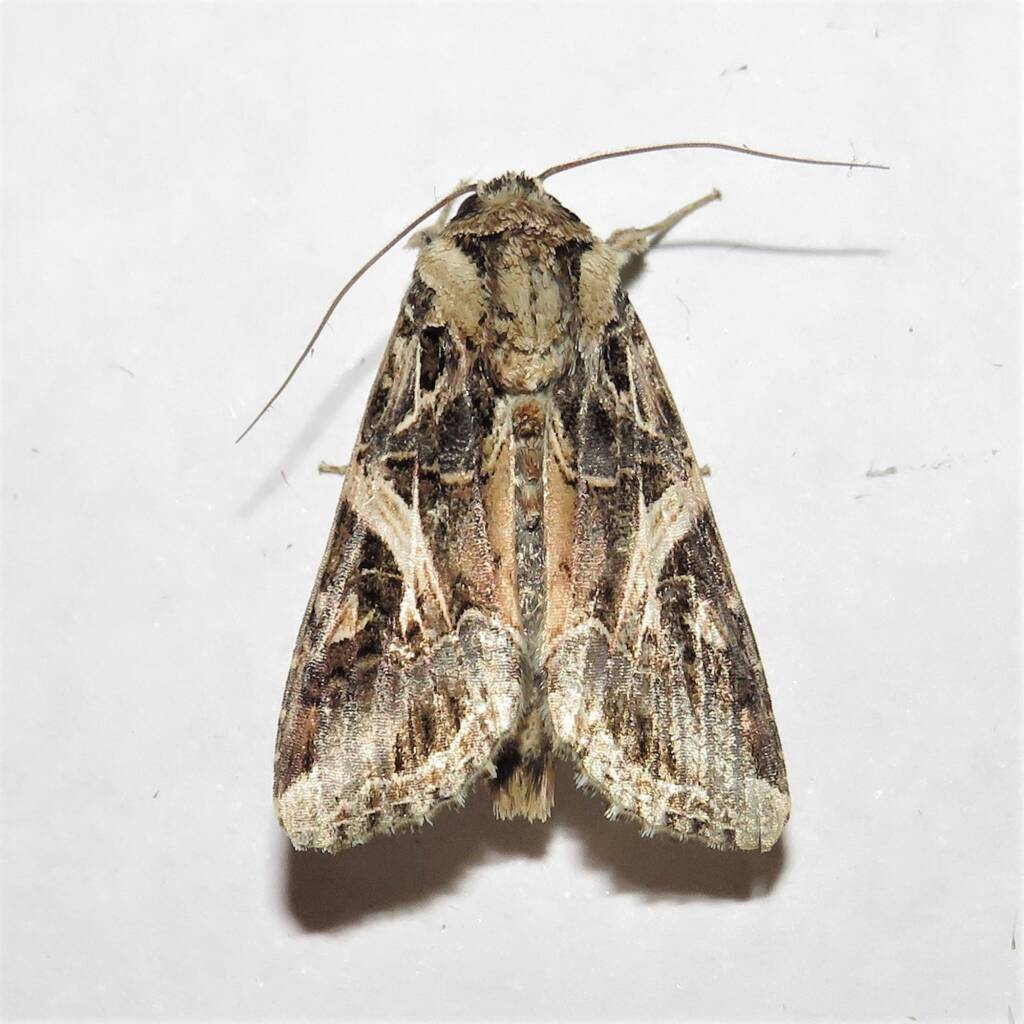 Oriental Leafworm Moth (Spodoptera litura), Wallaga Lake NSW © Deb Taylor