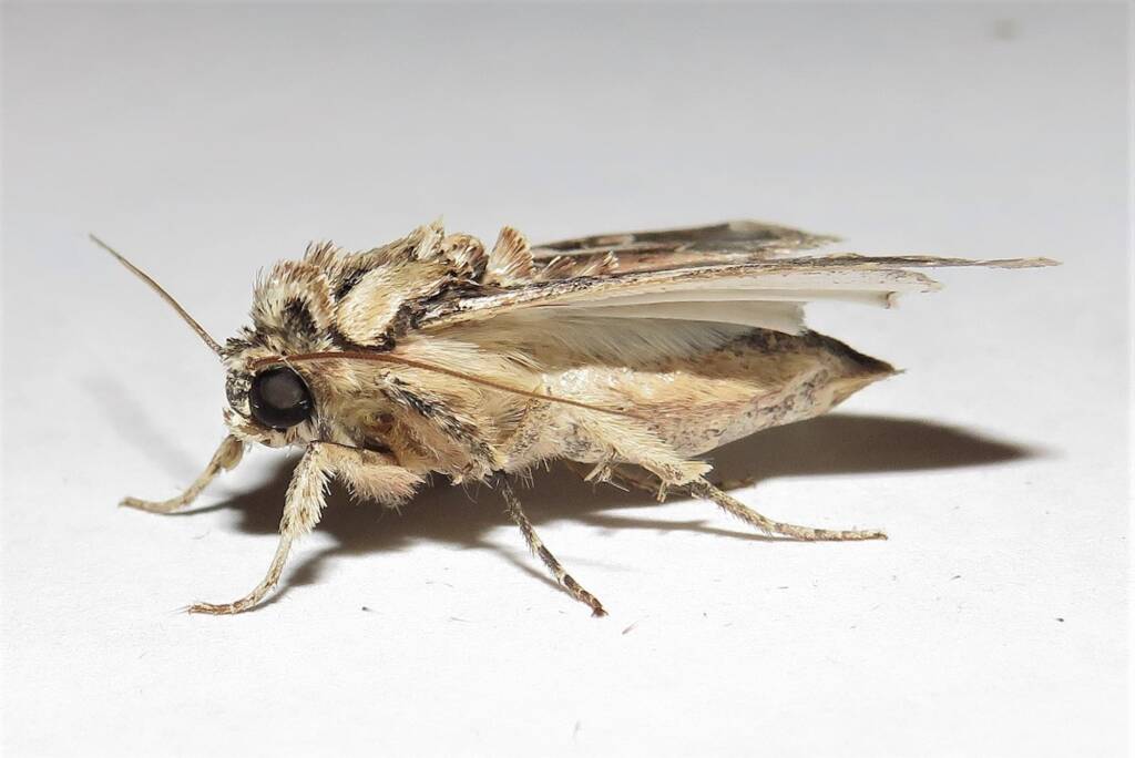 Oriental Leafworm Moth (Spodoptera litura), Wallaga Lake NSW © Deb Taylor
