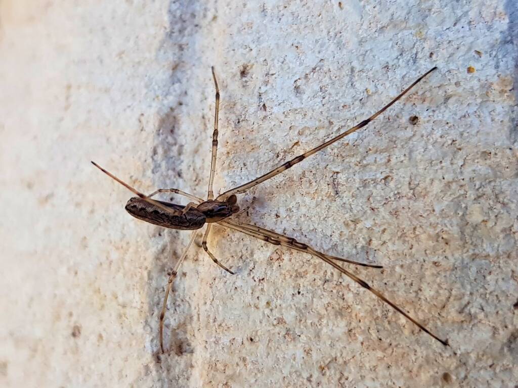 Tetragnatha sp (Long-jawed Spider), Alice Springs NT