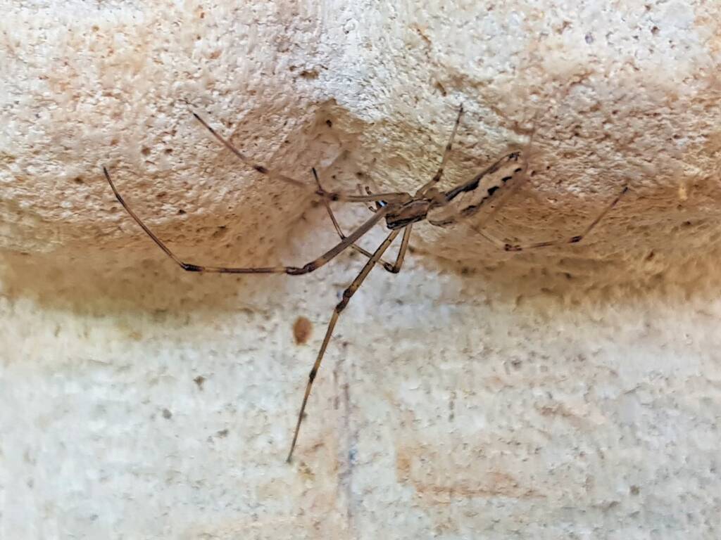 Tetragnatha sp (Long-jawed Spider), Alice Springs NT