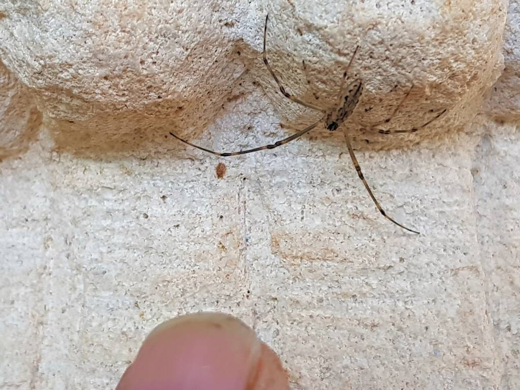 Tetragnatha sp (Long-jawed Spider), Alice Springs NT