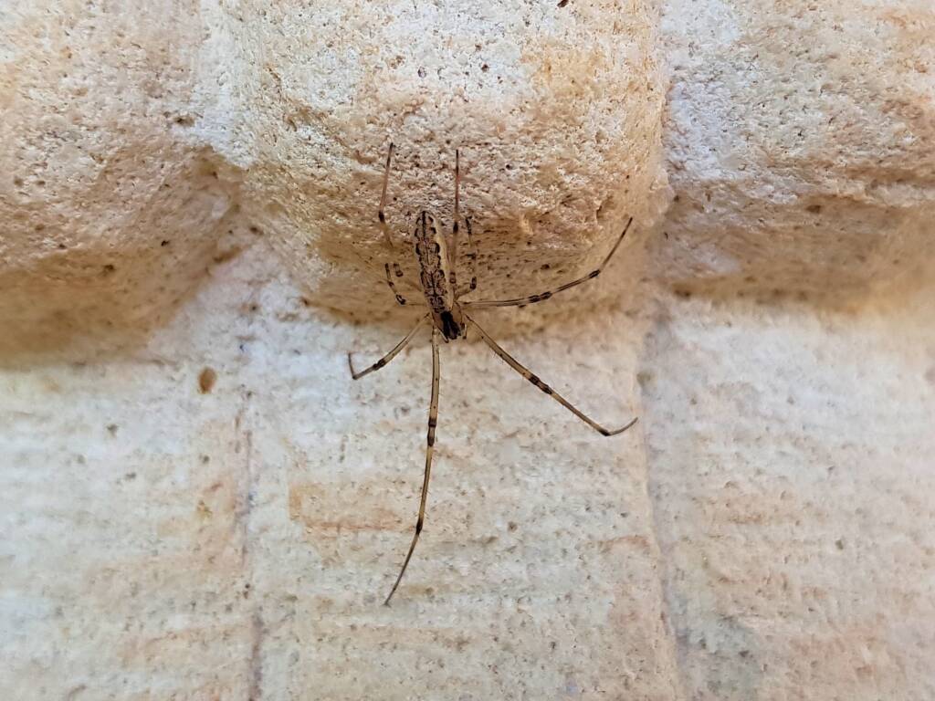 Tetragnatha sp (Long-jawed Spider), Alice Springs NT