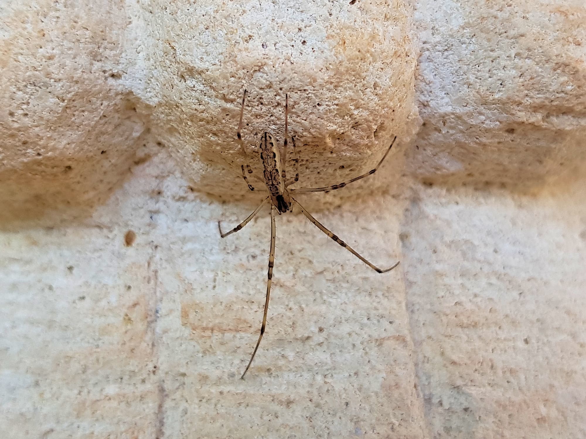 Tetragnatha sp (Long-jawed Spider), Alice Springs NT