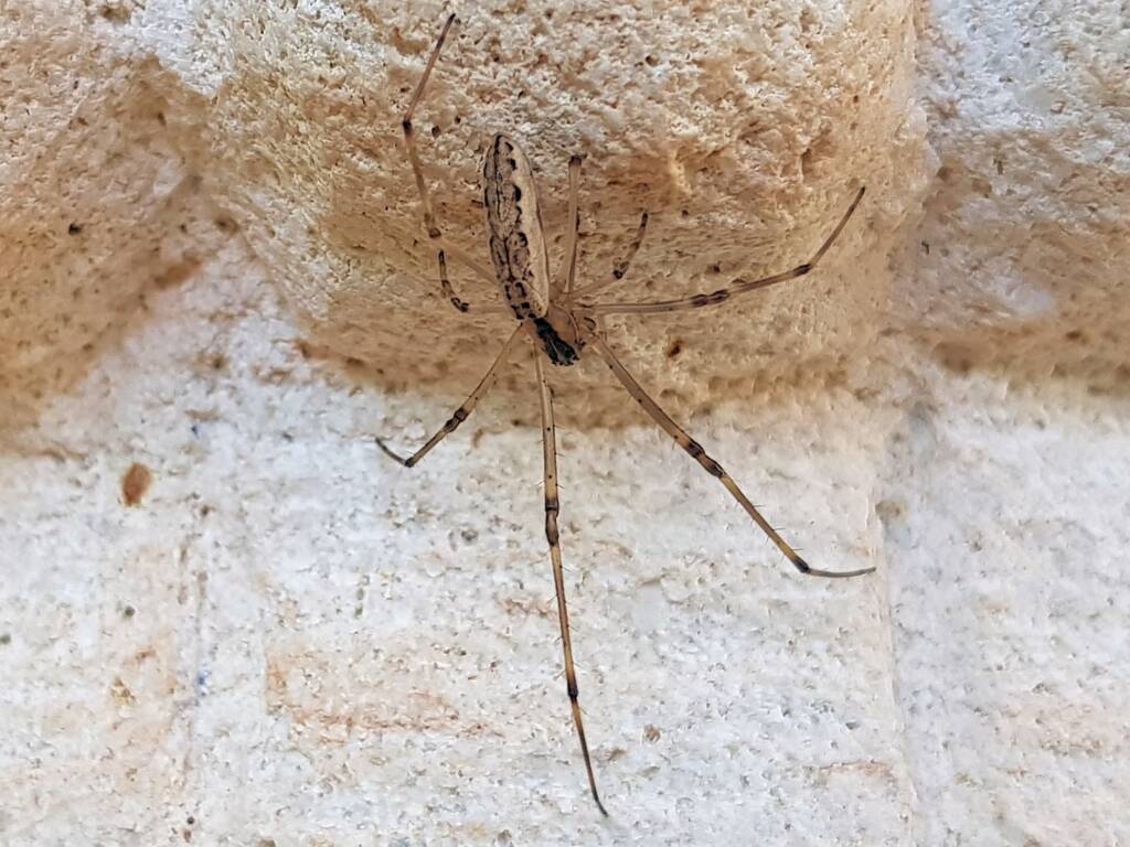 Tetragnatha sp (Long-jawed Spider), Alice Springs NT