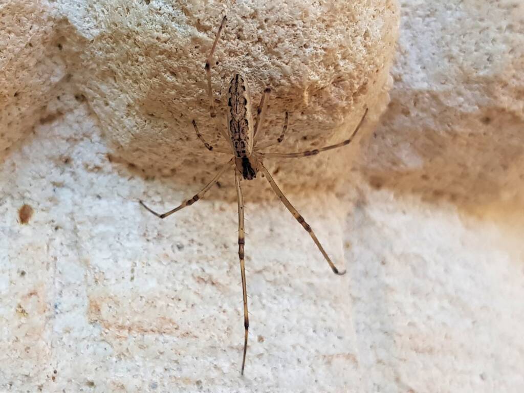 Tetragnatha sp (Long-jawed Spider), Alice Springs NT
