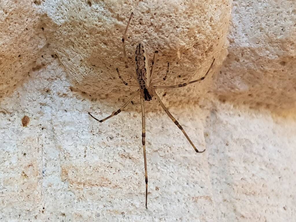 Tetragnatha sp (Long-jawed Spider), Alice Springs NT