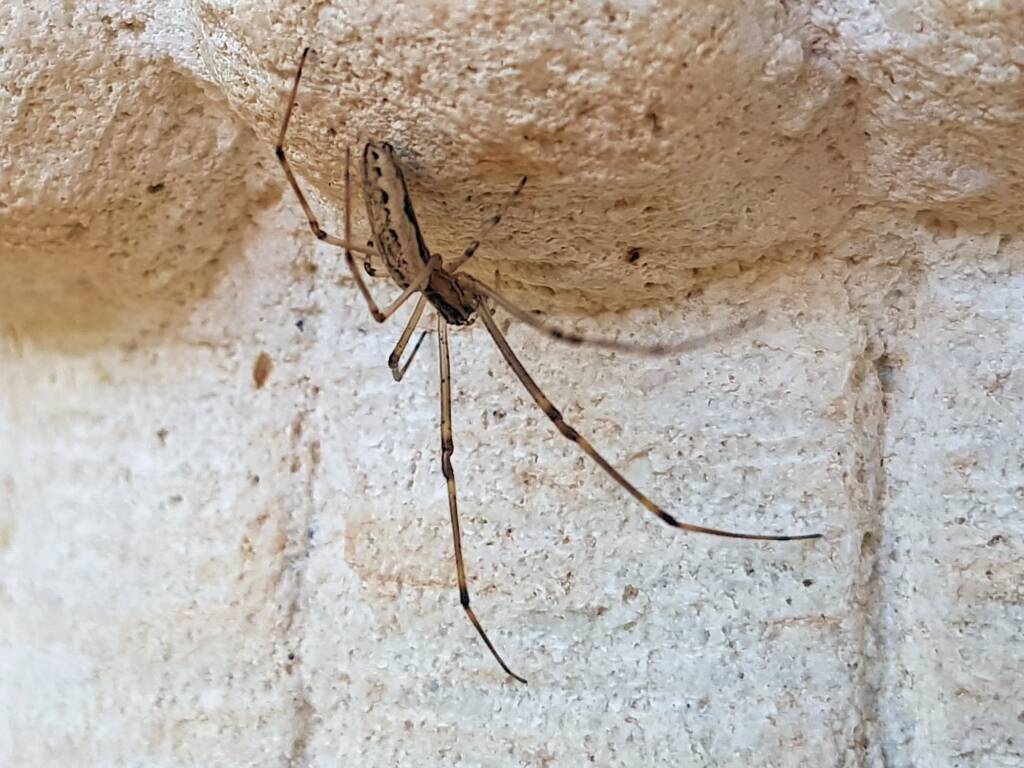 Tetragnatha sp (Long-jawed Spider), Alice Springs NT
