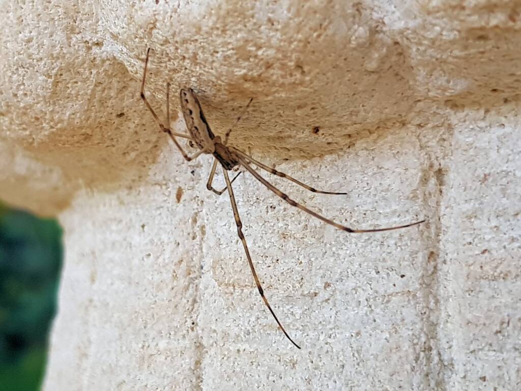 Tetragnatha sp (Long-jawed Spider), Alice Springs NT