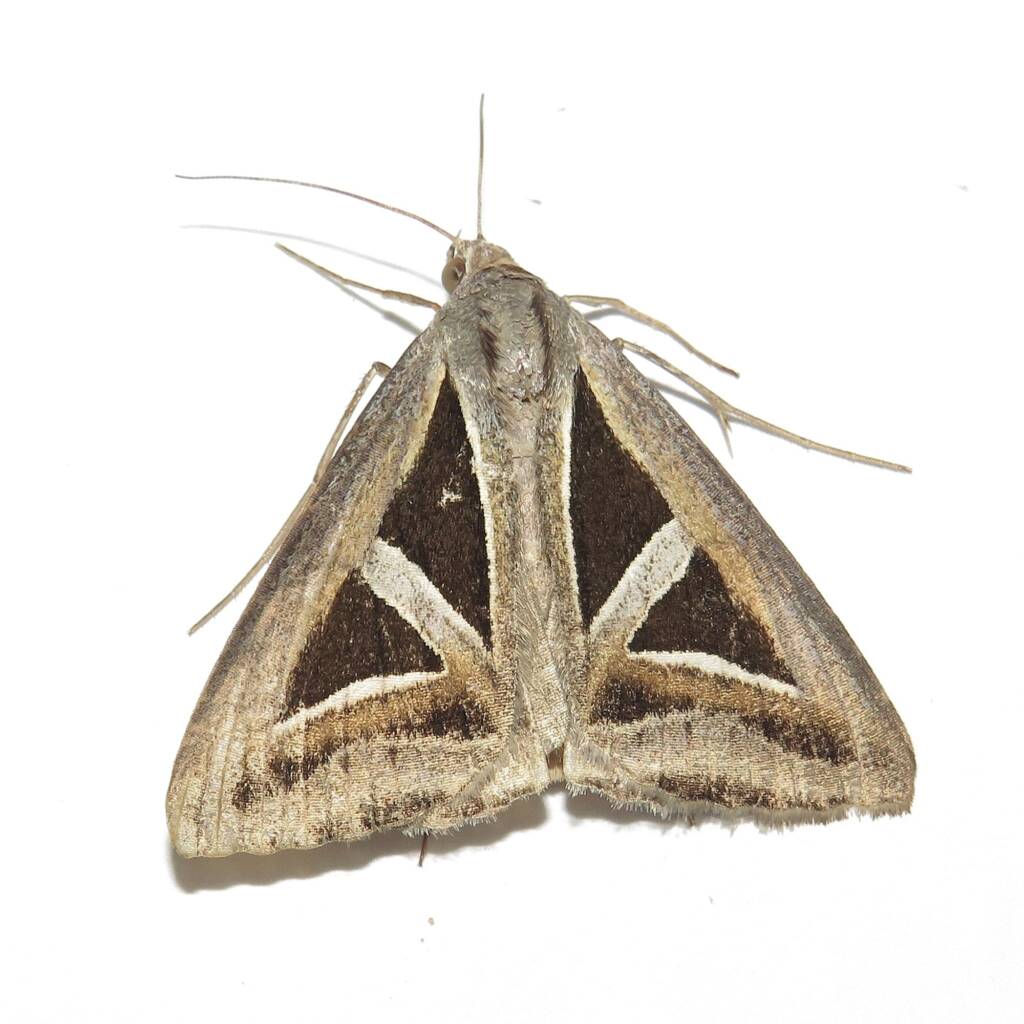 Triangles (Trigonodes hyppasia), Wallaga Lake NSW © Deb Taylor