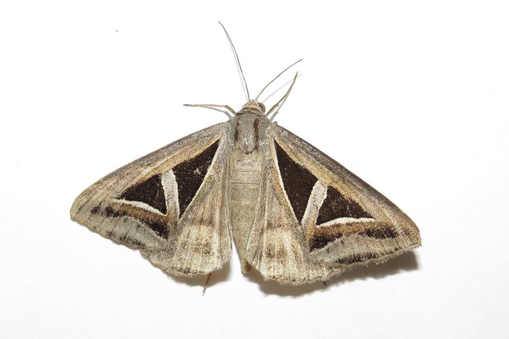 Triangles (Trigonodes hyppasia), Wallaga Lake NSW © Deb Taylor