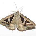 Triangles (Trigonodes hyppasia), Wallaga Lake NSW © Deb Taylor